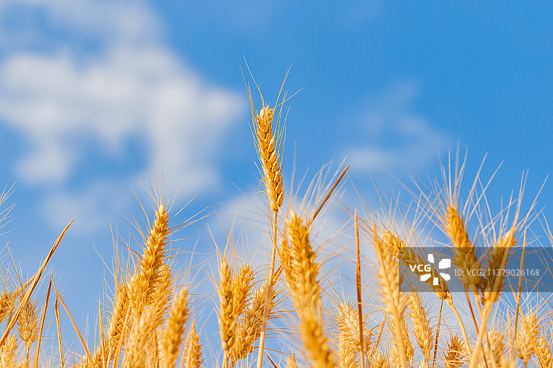 中国河南郑州乡村麦田风光和麦穗低视角特写图片素材