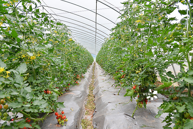 番茄大棚图片素材