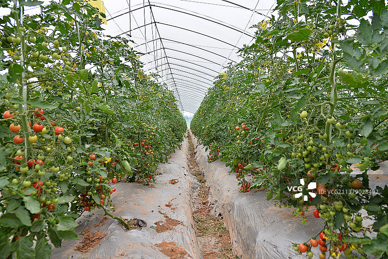 番茄大棚图片素材