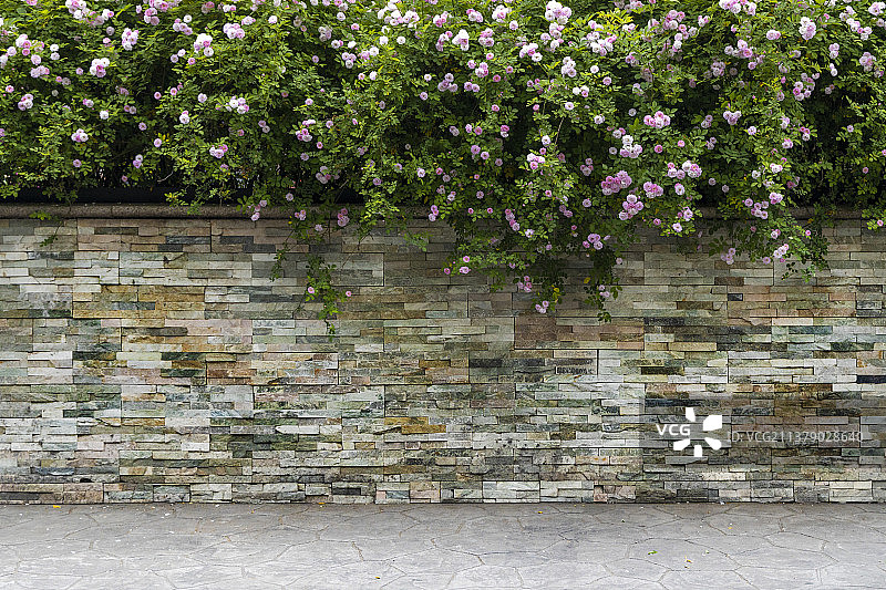 南京凯瑟琳广场蔷薇花图片素材