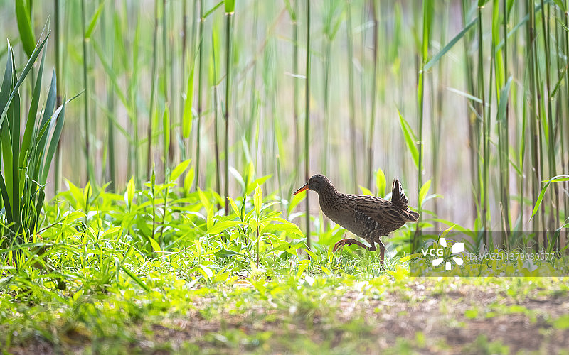 嫩绿的小草和苇子环境 一只普通秧鸡抬腿走过图片素材