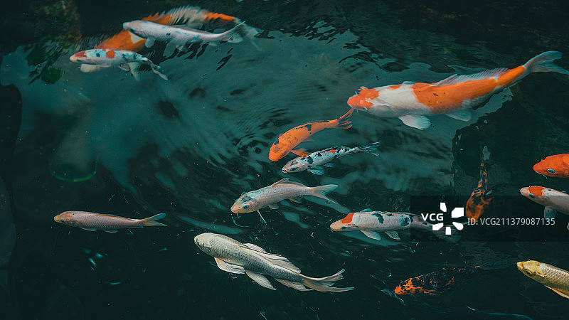 池中锦鲤图片素材