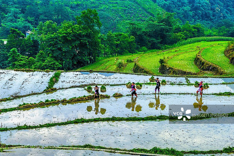 苗岭春早图片素材