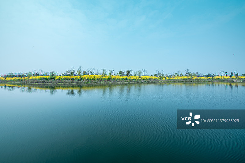 蓝天下的油菜田图片素材