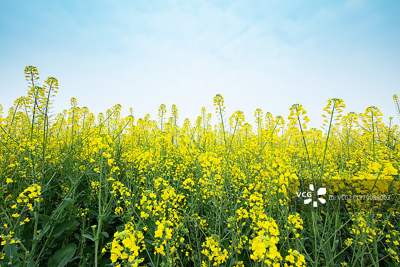 蓝天下的油菜田图片素材