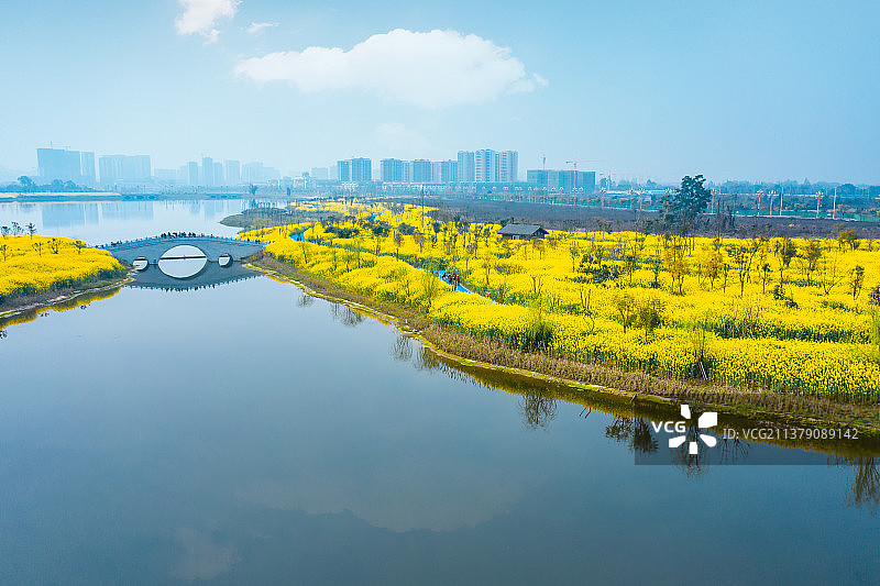 航拍油菜花种植区图片素材
