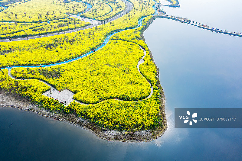 航拍油菜花种植区图片素材