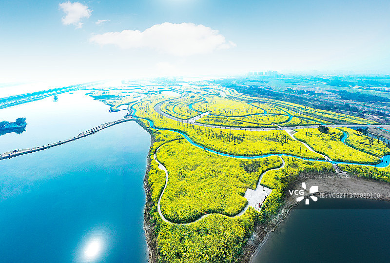航拍油菜花种植区图片素材