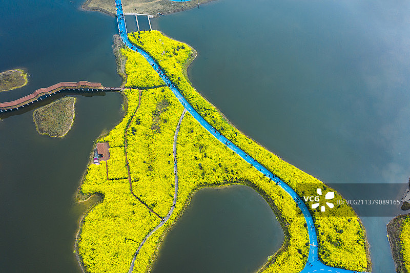 航拍油菜花种植区图片素材