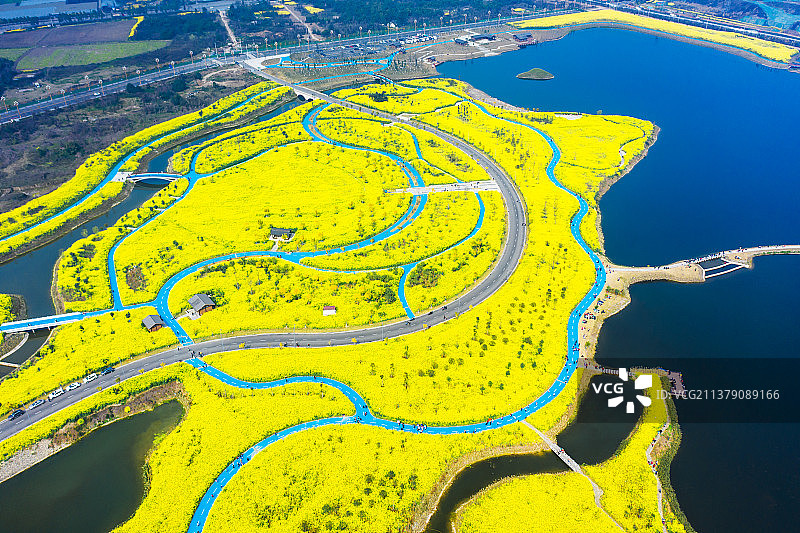 航拍油菜花种植区图片素材