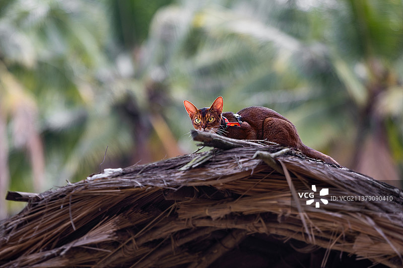 一只在野外玩耍的阿比西尼亚猫咪图片素材