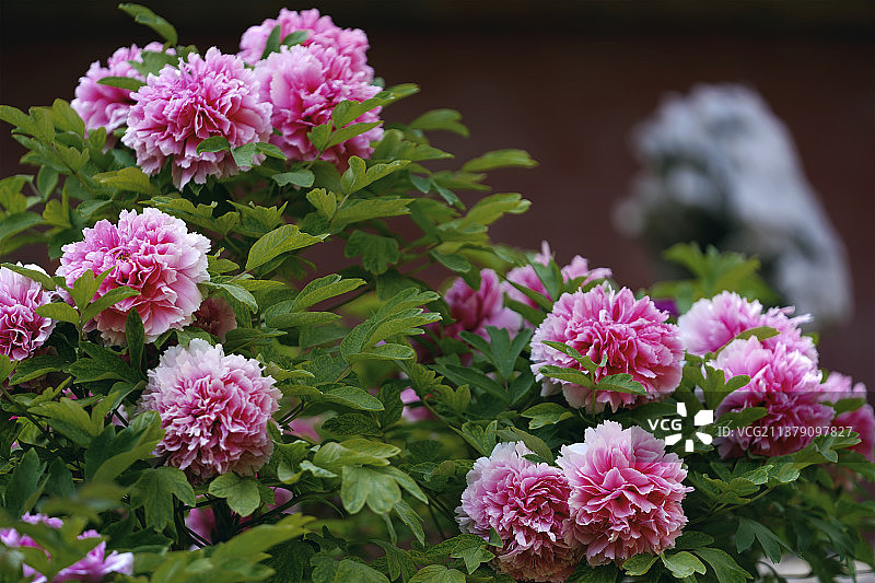 国色天香-紫禁城里的富贵牡丹图图片素材