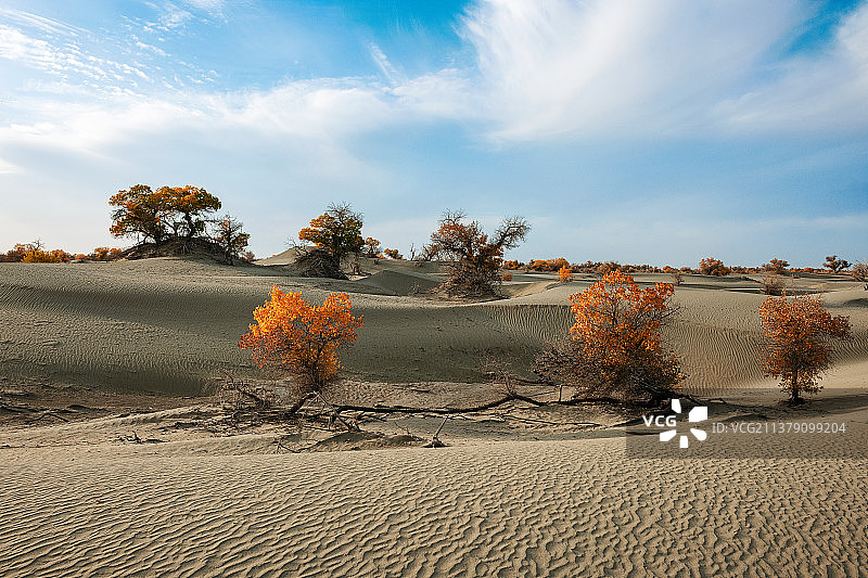 沙雅胡杨之根连根图片素材