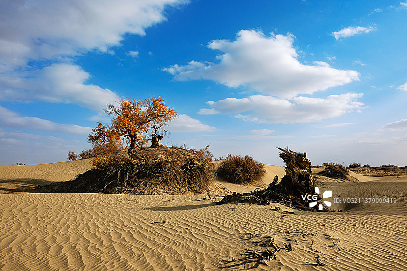 沙雅胡杨之坚韧不屈图片素材