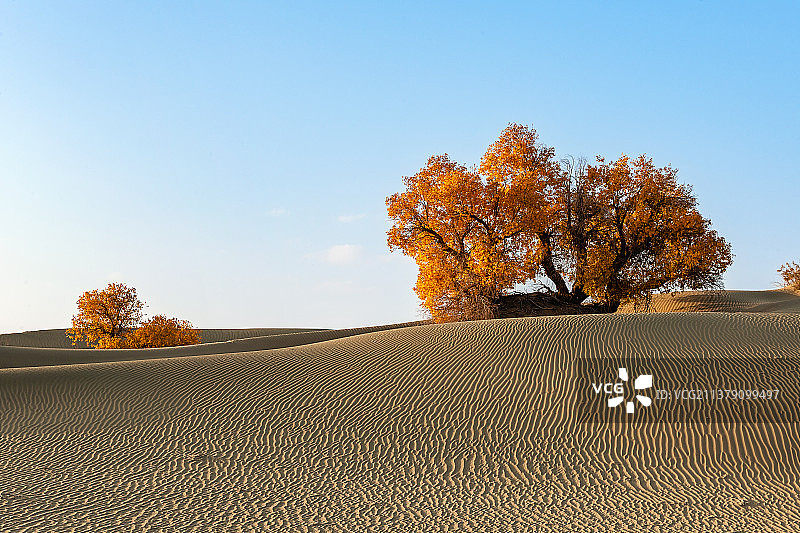 沙雅胡杨之独树一帜图片素材