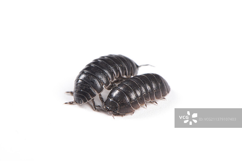 白底上的西瓜虫图片素材