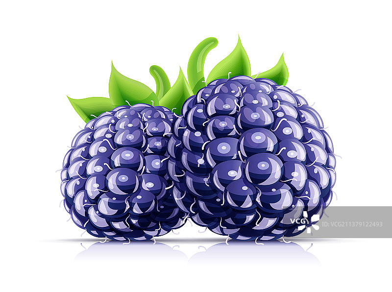 新鲜的有机黑莓图片素材