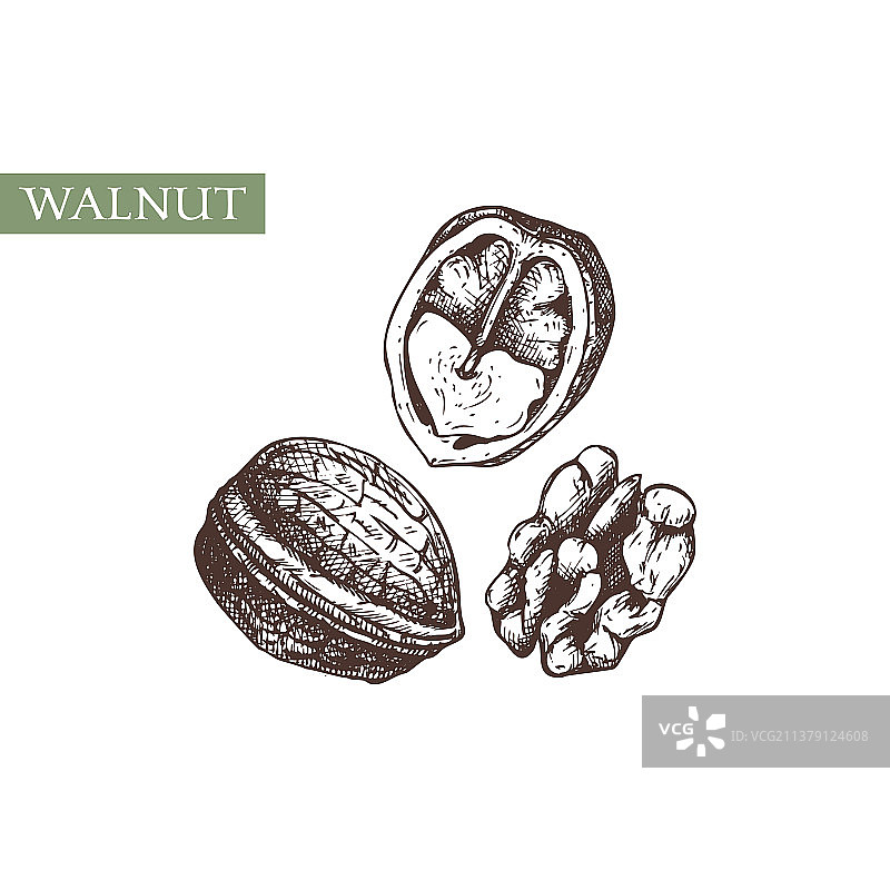 手绘复古植物核桃素描图片素材
