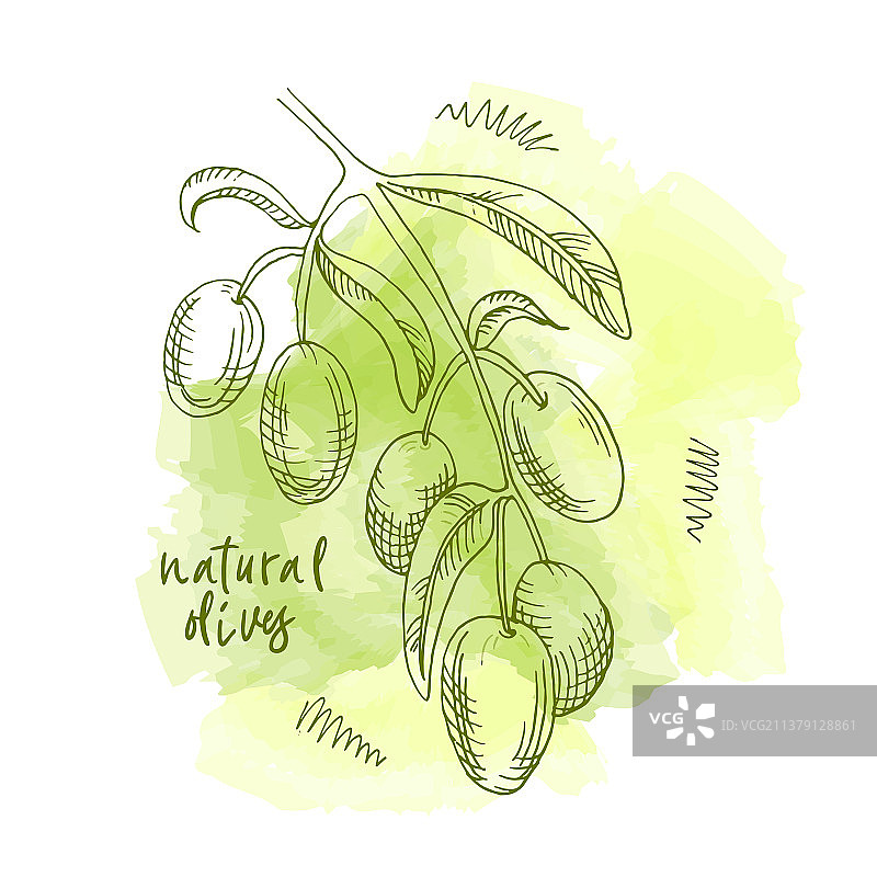手绘橄榄枝橄榄logo图片素材