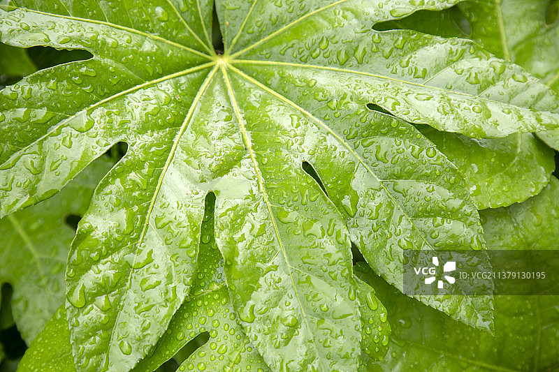沾满雨珠露水珠的八角金盘树叶自然风光图片素材