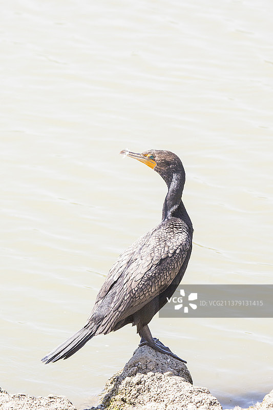 双冠鸬鹚1图片素材