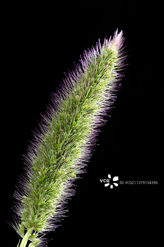 开花结籽图片素材