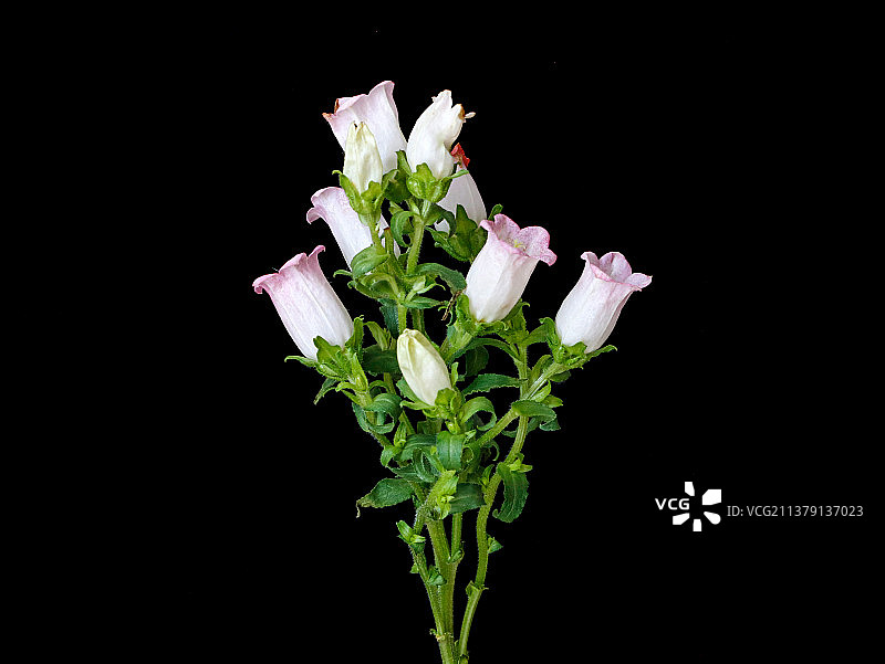 黑色背景上的春天鲜花风铃图片素材