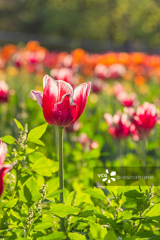 郁金香花展图片素材