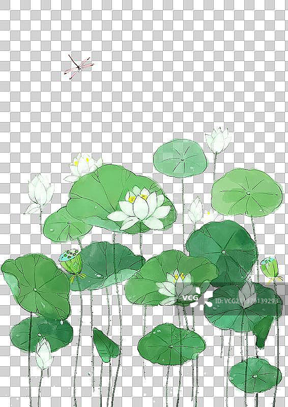 夏天的荷花插画图片素材