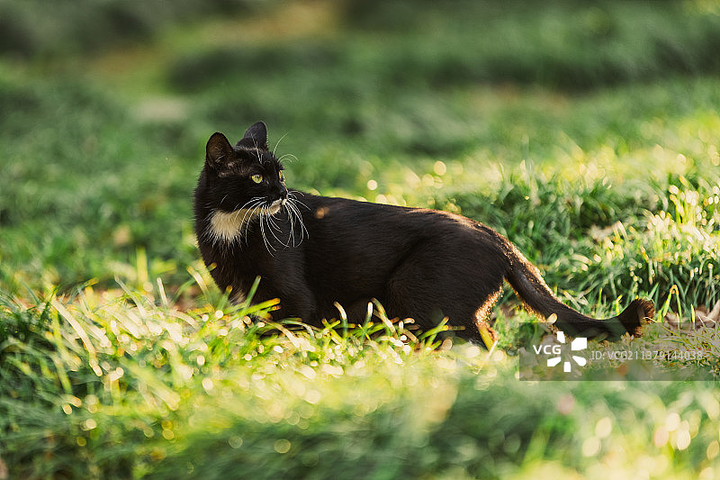 草地上的小黑猫图片素材