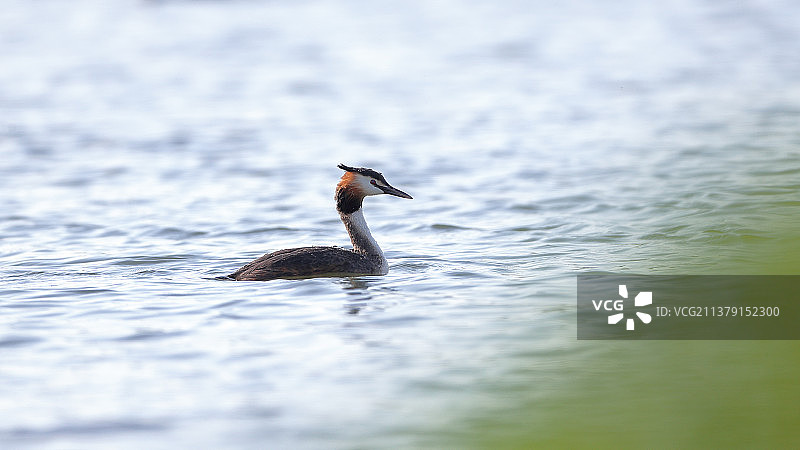 凤头鸊鷉图片素材