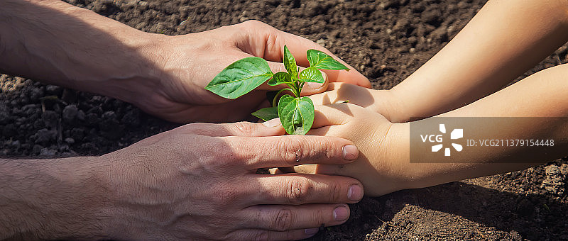 父子在苗圃花园里种植，选择性聚焦图片素材