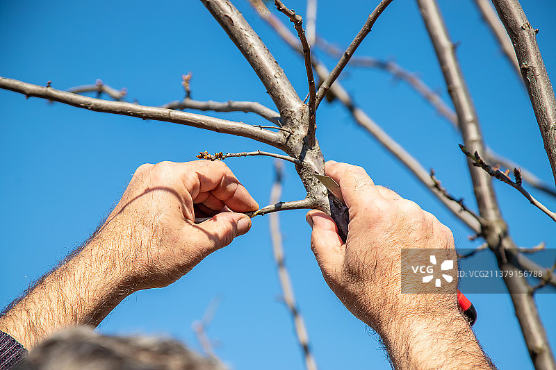 春季树木嫁接园艺图片素材