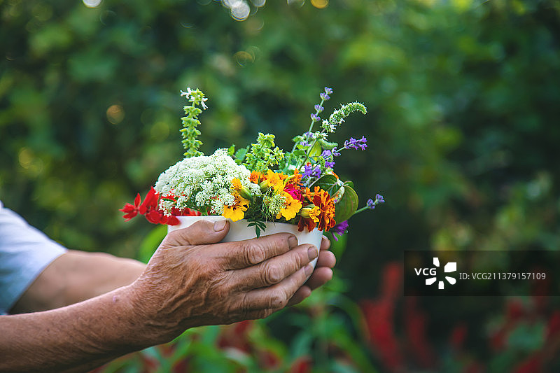 女人采集药草和鲜花，选择性聚焦图片素材