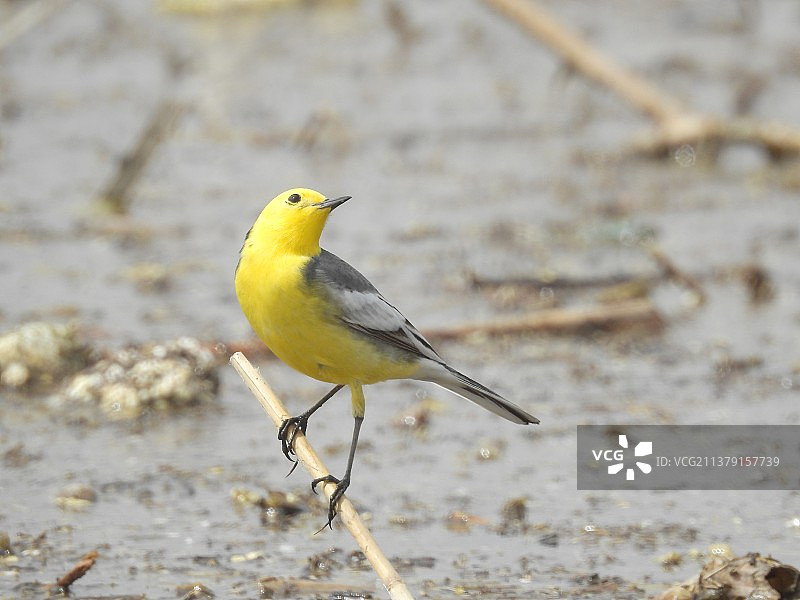 黄头鹡鸰----回头望日图片素材