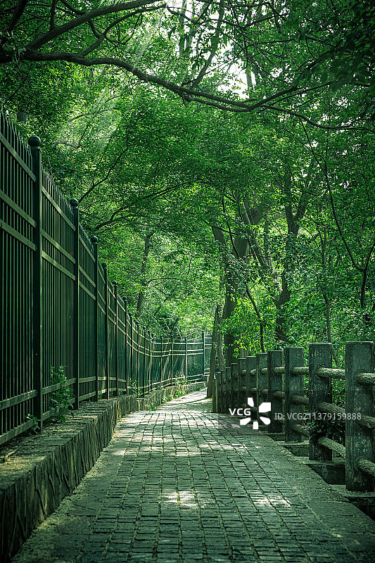 林荫路图片素材
