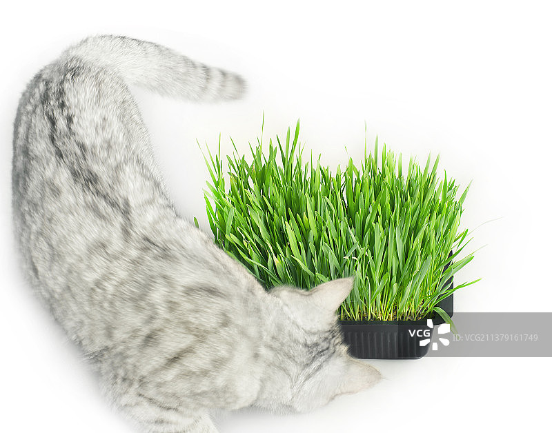 白色背景下碗中植物特写图片素材