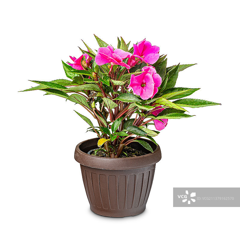 美丽的凤仙花，盆栽植物特写，白色背景图片素材