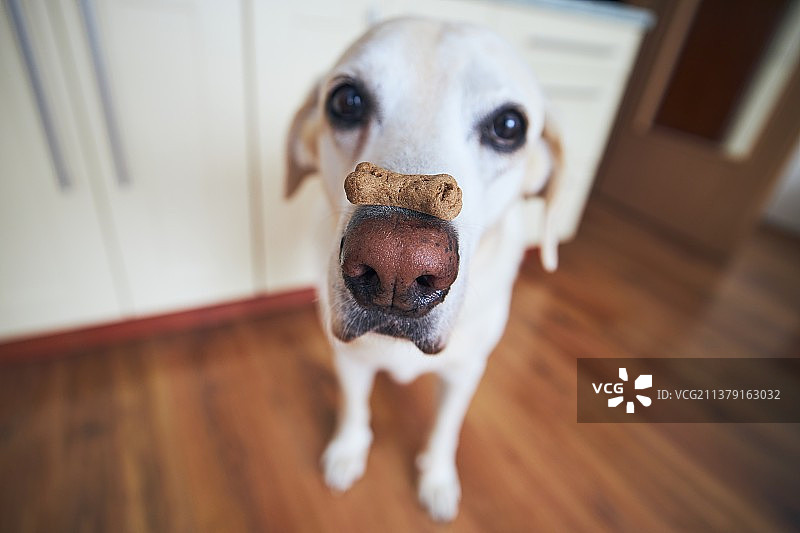 拉布拉多寻回犬的俯视肖像，在硬木地板上用鼻子平衡食物图片素材