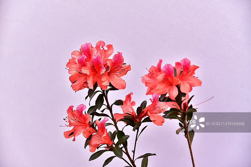 杜鹃花图片素材