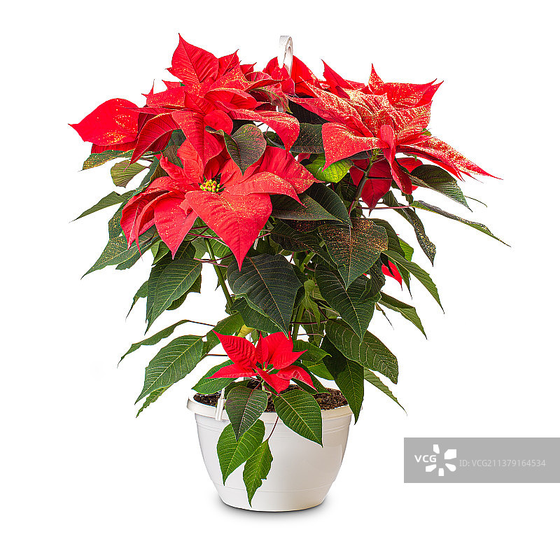 红色圣诞红花朵白色背景特写图片素材