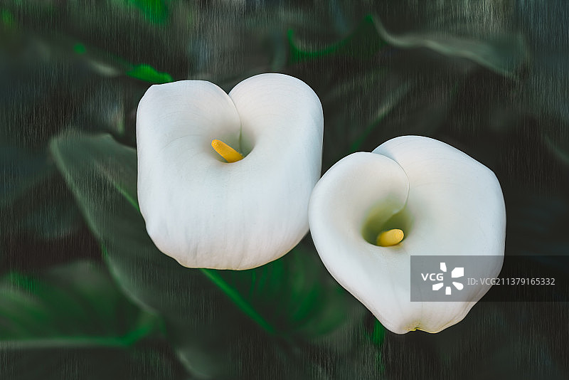 加利福尼亚马蹄莲花卉和深绿色叶子特写图片素材