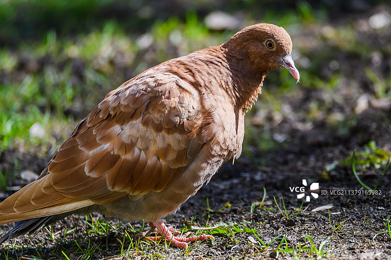 拉脱维亚里加的家鸽图片素材
