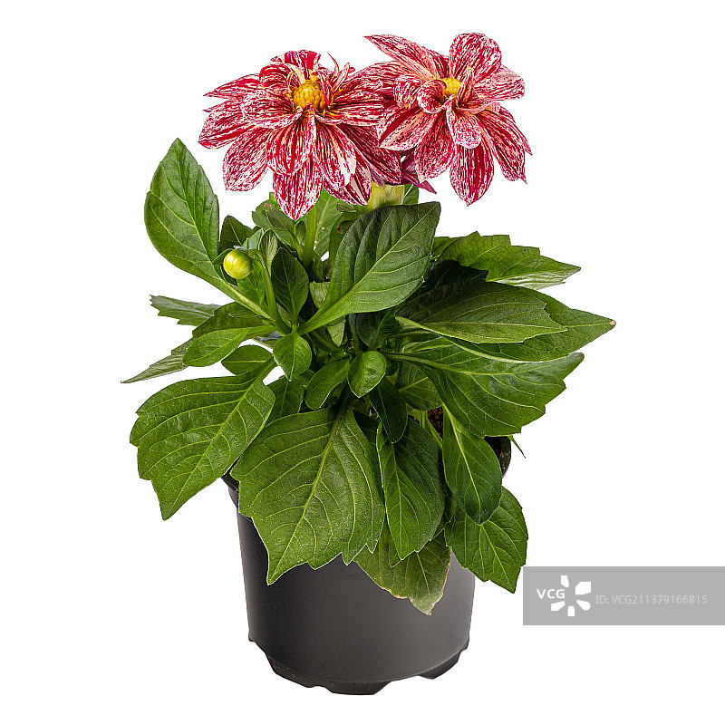 盆栽双色大丽花图片素材