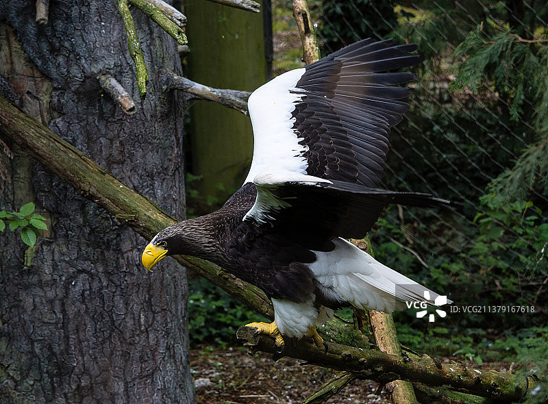 飞行中的虎头海雕，近距离拍摄栖息在树干上的老鹰，西雅图，华盛顿州，美国图片素材