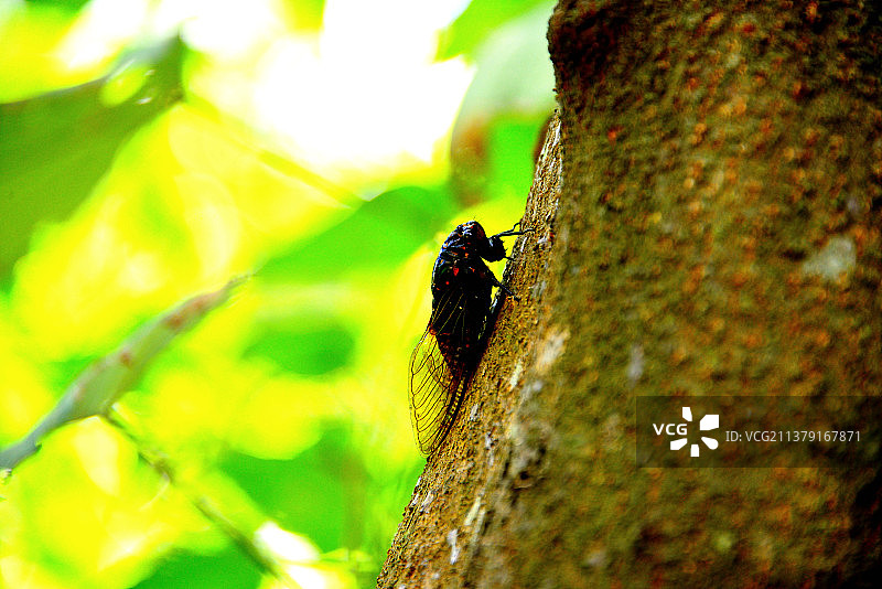 知了在唱歌图片素材