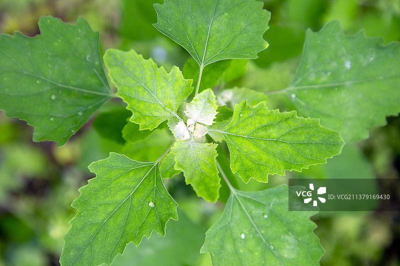 春天绿色藜灰藜白藜灰灰菜灰条条灰条菜野菜自然风光图片素材