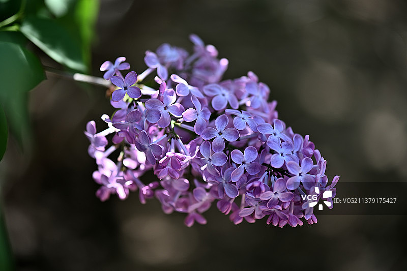 《丁香花》图片素材