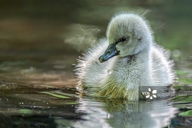 丑小鸭•黑天鹅图片素材