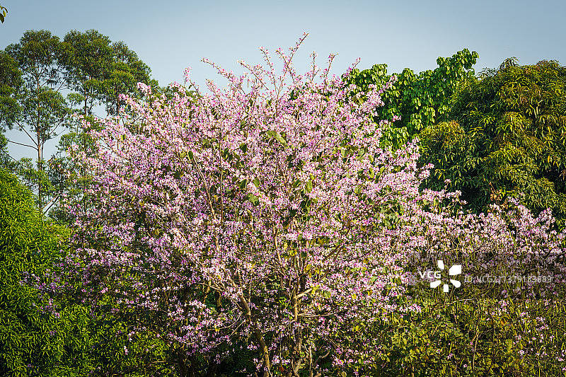 2022年4月，广西南宁市花卉公园里盛开的洋紫荆花图片素材